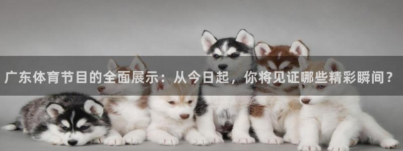 nba说球帝直播在线观看免费：广东体育节目的全面展示：从今日起，你将见证哪些精彩瞬间？